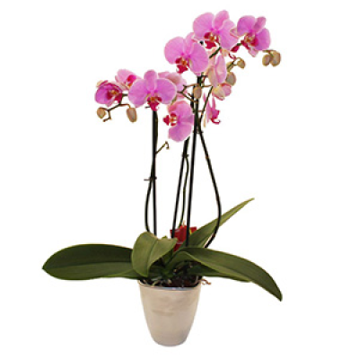 Elegant Orchid - Exotic long living Orchid in pinks or whites or similar colour. A super gift suitable for any occasion. Just add water!